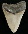 Bargain Megalodon Shark Tooth #6655-2